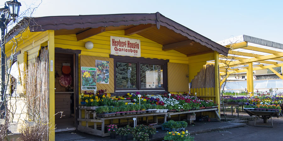 Blumen, Pflanzen in Dresden