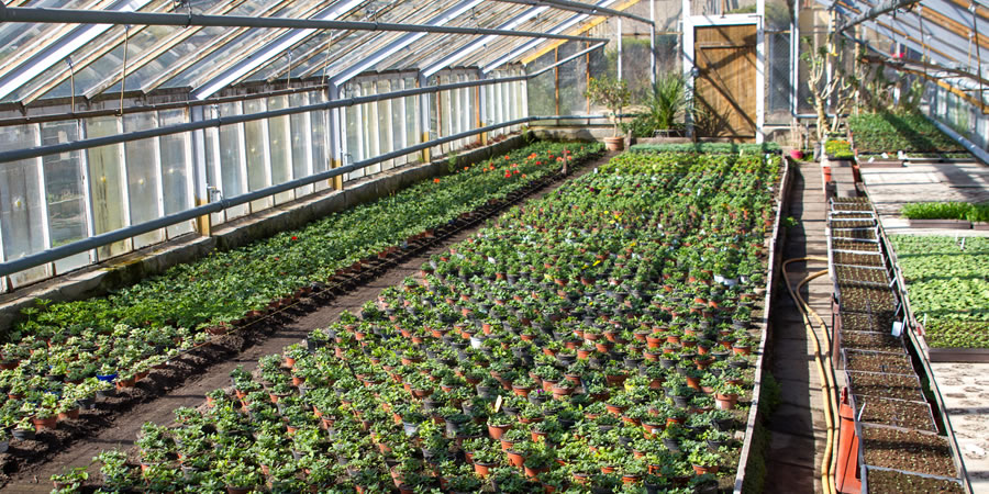 Gärtnerei und Gartenbau in Dresden