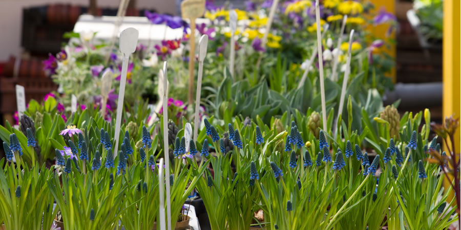 Blumen, Pflanzen in Dresden